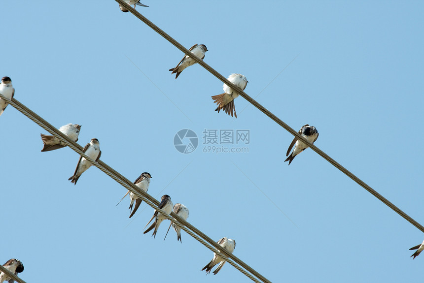 鸟类天空乡村山雀移民蓝色动物电缆野生动物团体金属图片