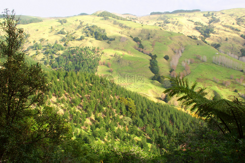 北岛新西兰生态旅行爬坡植被场景风景地形环境荒野生物学图片