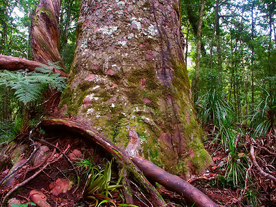 Kauri Kauri树  Waipoua森林植物学生物学环境荒野威胁栖息地针叶树木林地周长背景图片