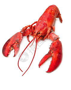 红龙虾奢华甲壳动物菜单美味红色食物特色贝类美食背景图片