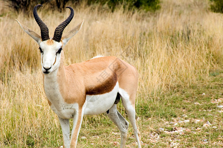 埃托沙潘埃索萨国家公园的斯普林博克羚羊食草生态跳羚公园野生动物荒野动物衬套喇叭背景
