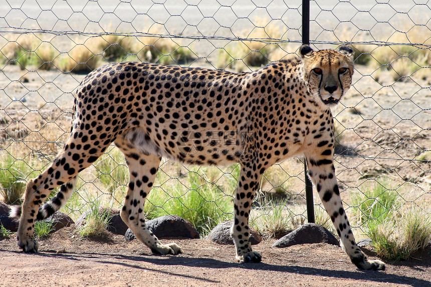猎豹水平猫科摄影速度大猫保护动物力量野外动物危险图片
