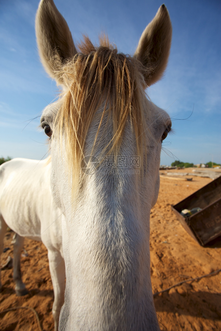 圣路易斯的马头马匹外套蓝色宠物天空黑色朋友马术白色乡村图片