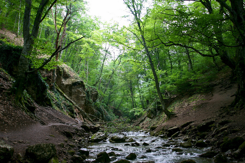 春林中的连带反射动作石头溪流运动颜色绿色瀑布叶子森林图片