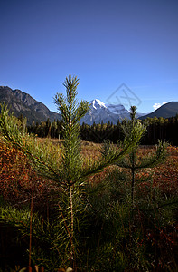 美丽的不列颠哥伦比亚省罗布森山风景乡村松树旅行背景图片