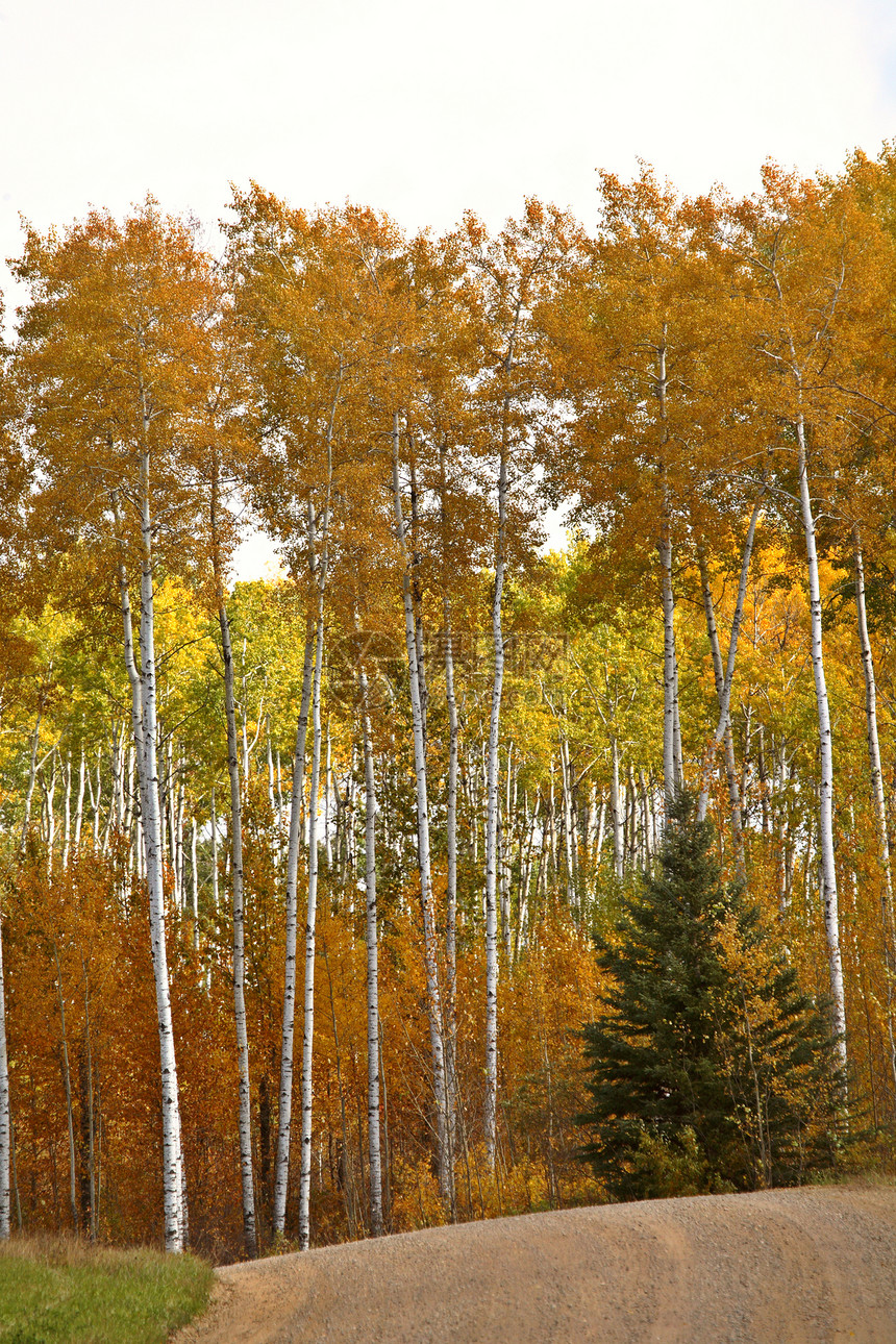 秋天的黄木树树木树林森林美术场景公园照片落叶旅行松树图片