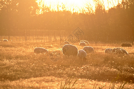 萨斯喀彻温牧场中的绵羊水平场地风景乡村太阳眩光旅行背景图片
