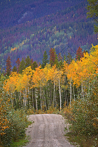 秋天通过山路穿越山区风景树叶松树场景旅行树木美术高清图片