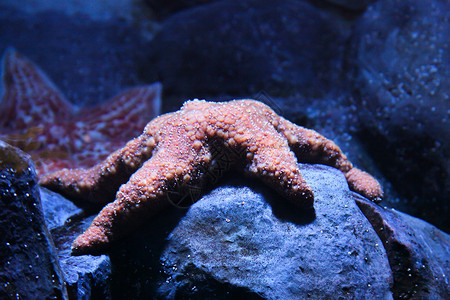 海星海洋生物水生生物海上生活背景图片