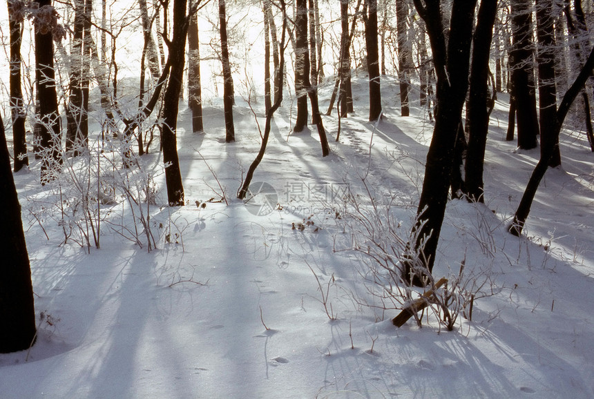 森林中的冬季阴影阳光季节森林太阳图片