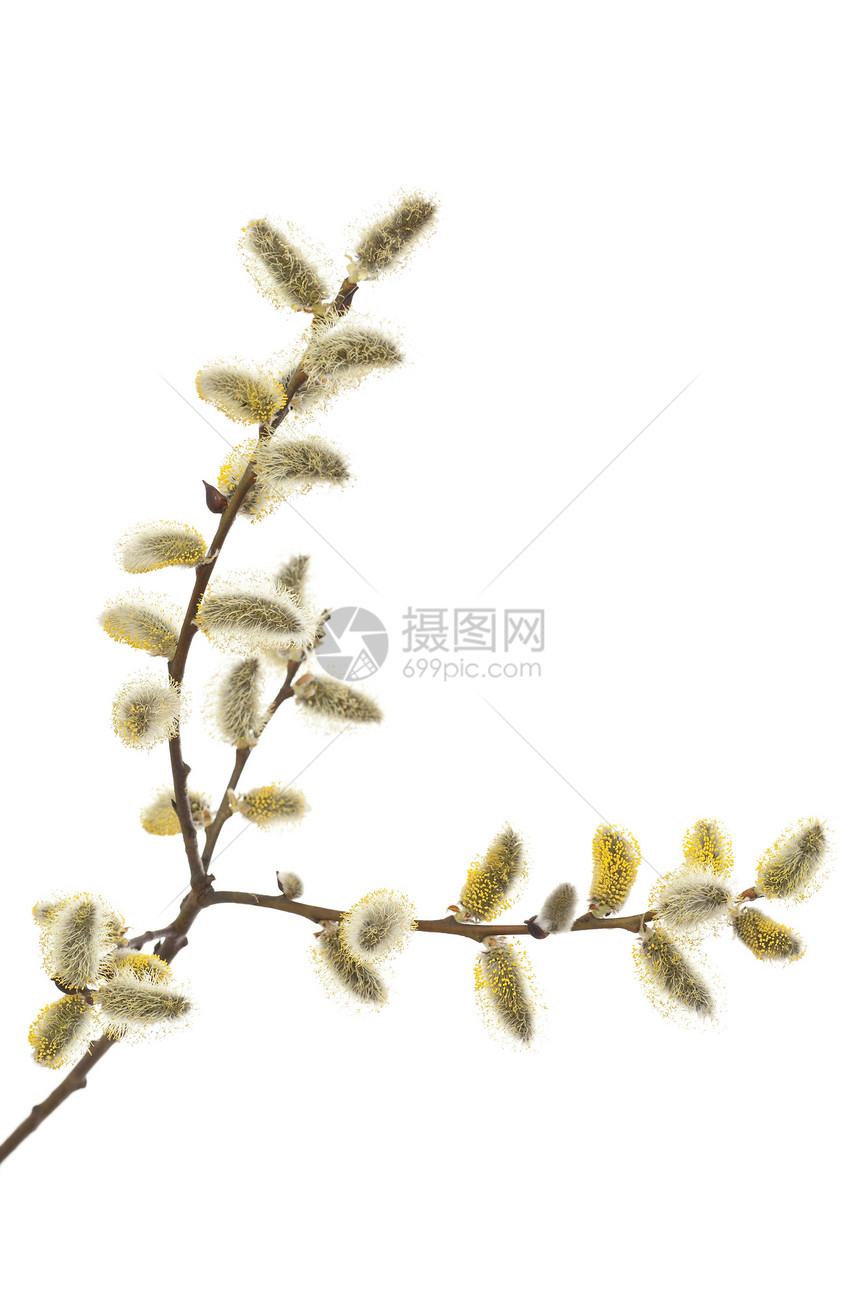 柳黄色花序季节性柳絮植物宏观图片