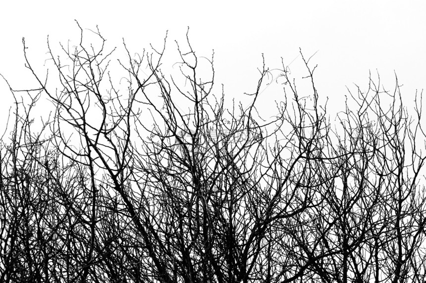 冬冬树枝条衬套树叶木头植物白色季节荒野树干黑色图片