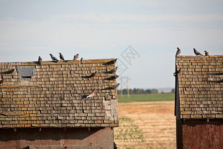 萨斯喀彻温风景优美的旧粮仓屋顶上的鸽子图片素材