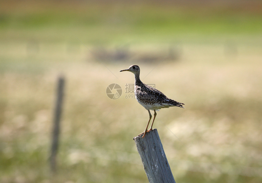 位于萨斯喀彻温风景森严的围栏站上的高地渡草人场景动物风景荒野草原野生动物新世界水平滨鸟动物群图片