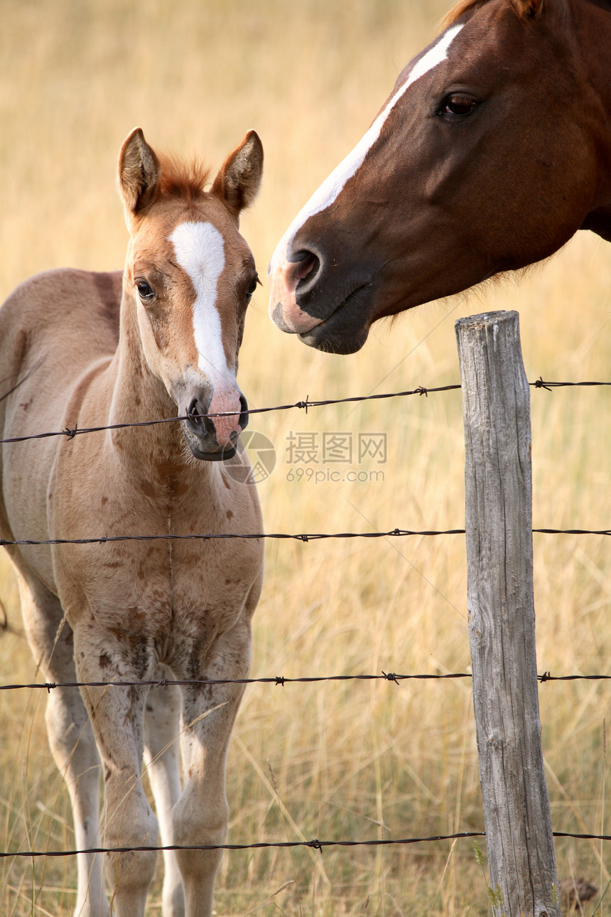 萨斯喀彻温牧草地中的毛和马照片铁丝网农场牧场乡村农村栅栏动物旅行场景图片