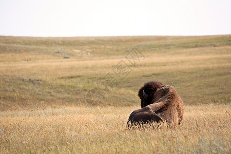 Bison住在萨斯喀彻温的一个地区高清图片