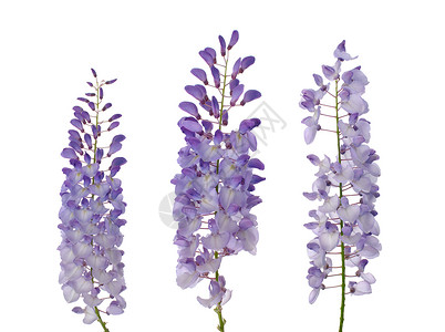 紫藤花花维斯特西雅花花美丽紫色蓝色藤蔓工作室花瓣花园白色情调植物群背景