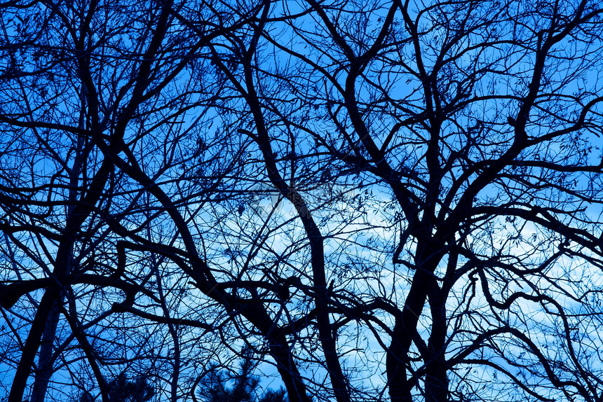 树木公园日光森林木头树叶桦木白色植被天空蓝色图片