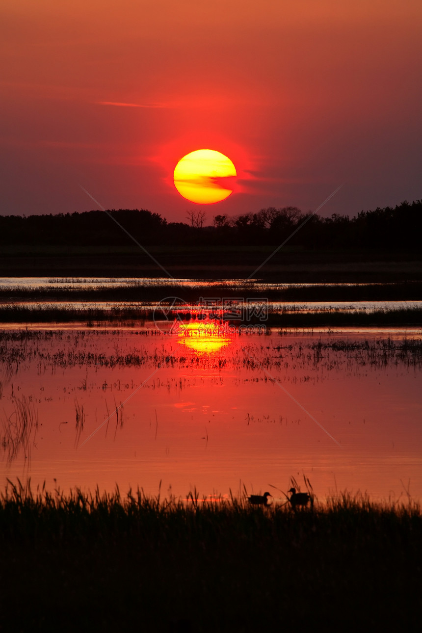 在萨斯喀彻温池塘外晒太阳风景反射鸭子地平线剪影国家水禽农村乡村图片