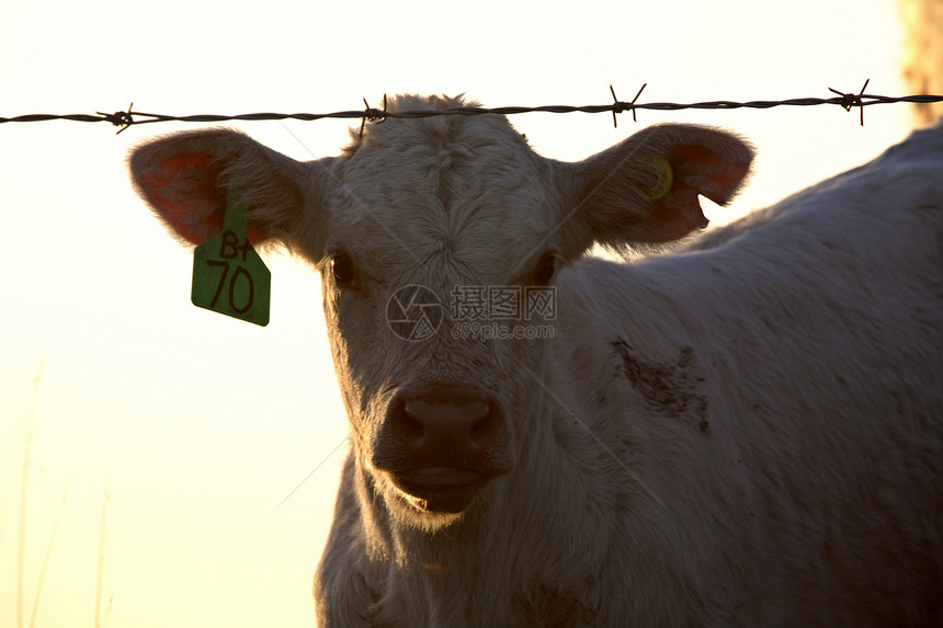 萨斯喀彻温省用铁丝网栅栏围住的幼牛群产业动物旅行水平农场大草原牧场农村场景牛肉图片