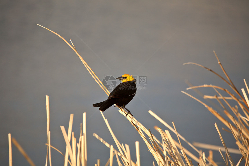 萨斯喀彻温水厂的黄头黑鸟图片