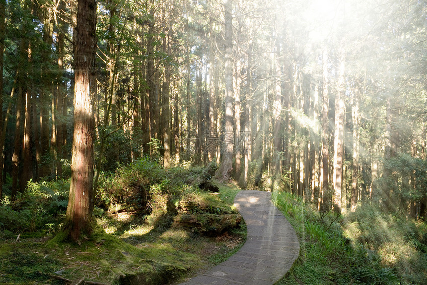 森林路径游客地平线场景航程小路踪迹植物人行道旅行车道图片
