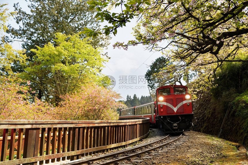 森林培训季节路线小路地标风景过境火车运输旅行吸引力图片