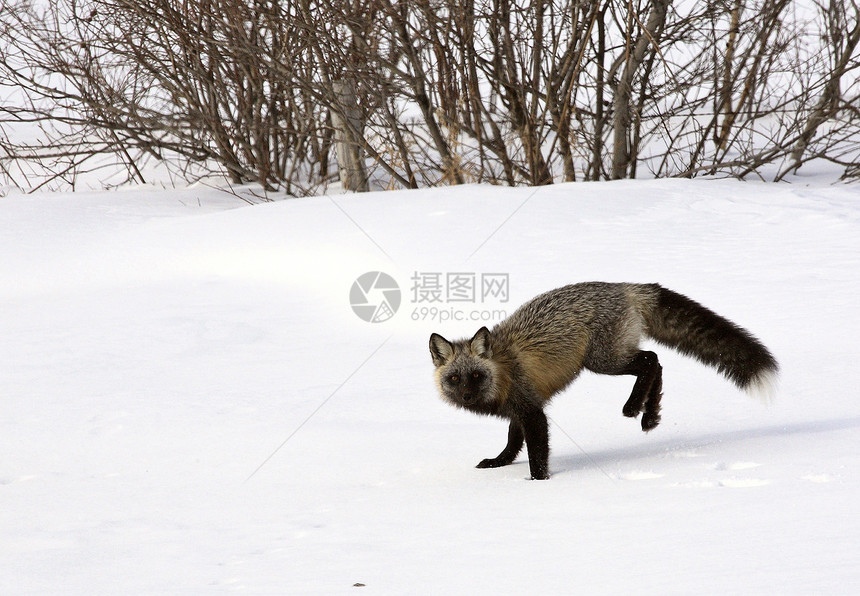 冬天的银狐食肉捕食者水平动物野生动物狐狸照片哺乳动物动物群图片
