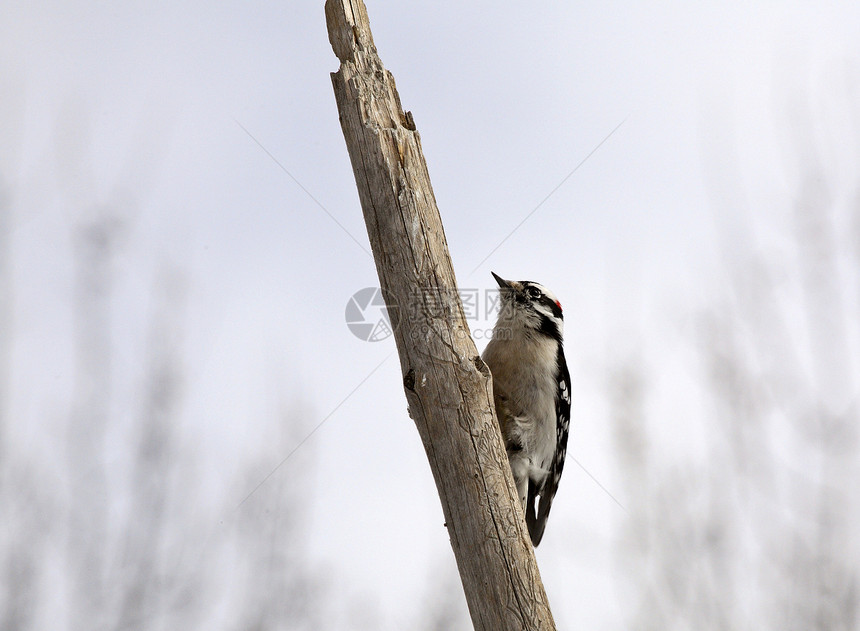 高原上的唐尼伍德派克水平照片野生动物居民荒野常年木鸟栖息地动物群啄木鸟图片