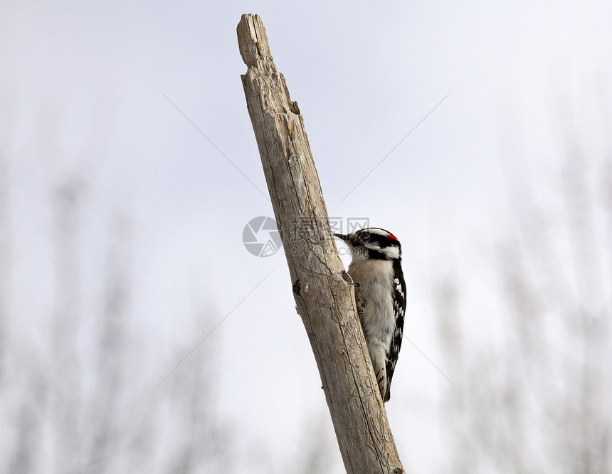 高原上的唐尼伍德派克荒野动物群栖息地居民木鸟啄木鸟野生动物常年照片水平图片