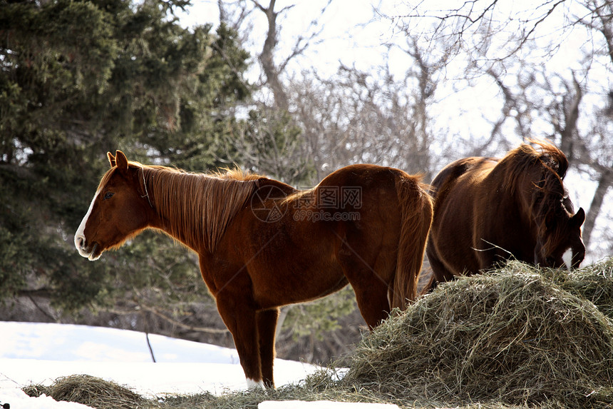 和冬季喂养的马匹图片