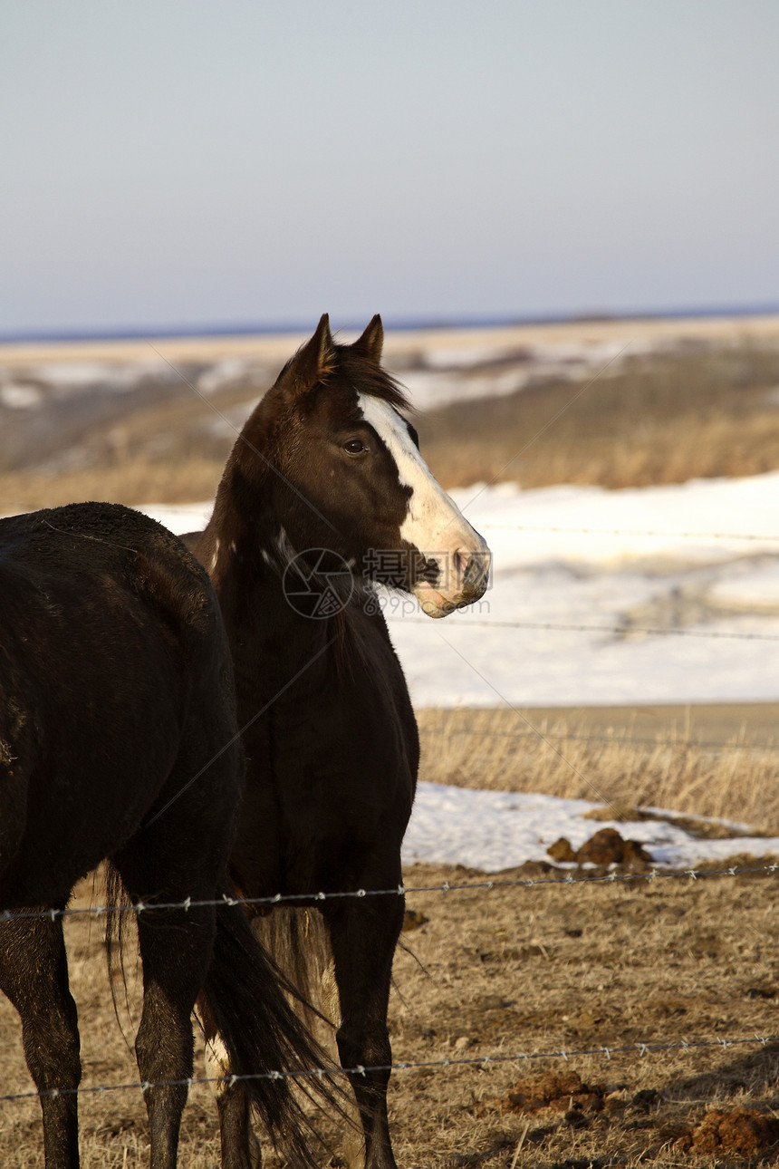 冬季牧场的马匹照片农场旅行动物乡村水平图片
