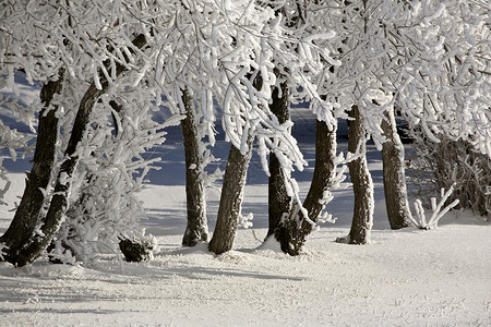 寒霜图片寒霜国庆日树木灌木丛水平照片农村天气场景国家季节性旅行背景