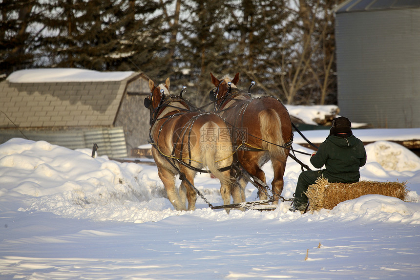 冬天的马雪橇场景季节性天气旅行马匹乡村农场照片耕作干草图片
