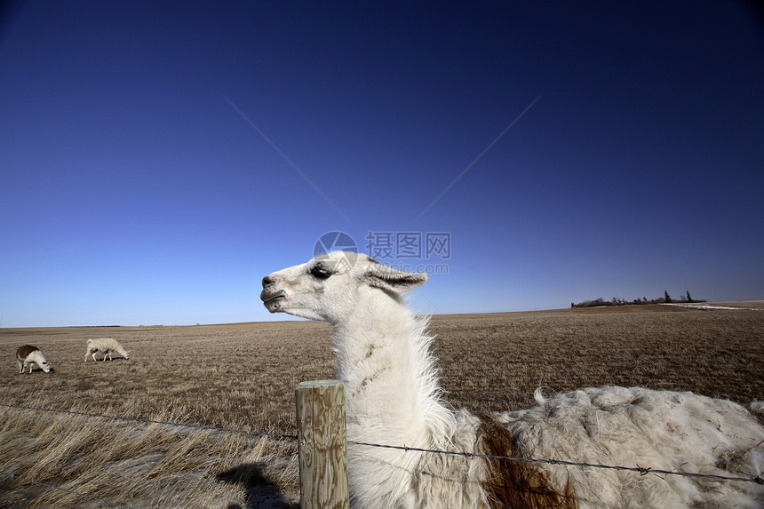萨斯喀彻温牧场的阿拉马照片天空动物水平农场乡村铁丝网栅栏旅行图片