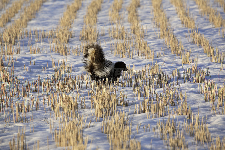 在雪覆盖的田地中被粉红滑冰野生动物乡村食肉场地捕食者照片动物群场景动物水平图片