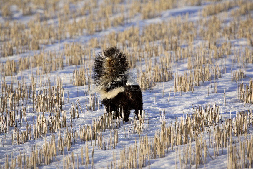 在雪覆盖的田地中被粉红滑冰食肉场地水平照片野生动物场景捕食者动物群尾巴乡村图片