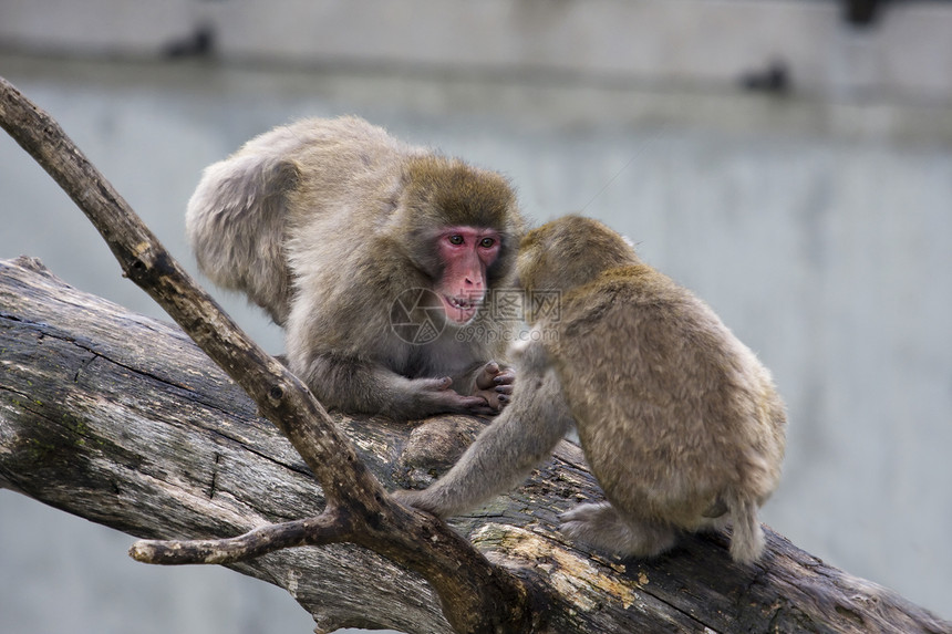 马卡克雪猴子的哺乳动物动物园石头栖息地野生动物旅行荒野旅游灵长类温泉图片
