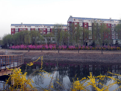 房地产迎春花建筑物面积住房花朵经济黄色背景图片