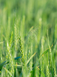小麦土地环境收成草地园艺食物培育生活农村叶子高清图片