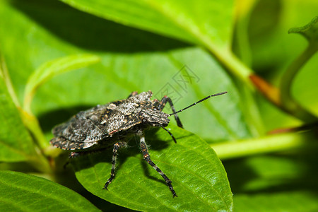 防盾虫Hemiptera 次组为Heteroptera野生动物异翅目臭虫动物学植物盾虫草食性动物叶子植物学背景图片