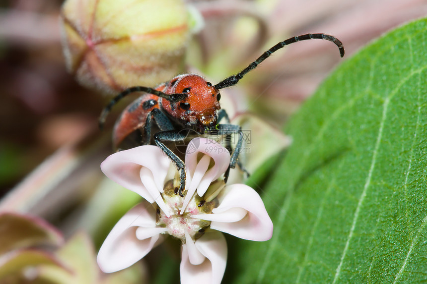 红蜂蜜甲虫图片