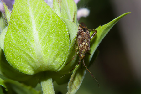 防盾虫Hemiptera 次组为Heteroptera大叶食草漏洞草食性昆虫黄杨叶子动物野生动物生物背景图片