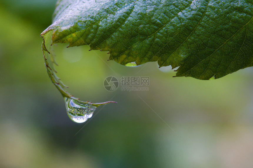 在叶子上一个杜丘落地花园绿色水滴生长植物雨滴液体反射太阳气泡图片