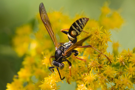黄蜂蜜蜂花蜂鸣花漏洞马蜂野生动物黄色蜜蜂草原踏板翅膀昆虫树叶背景