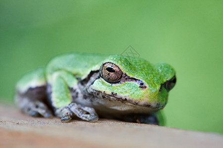 树蛙眼睛宏观摄影灰色野生动物青蛙背景图片