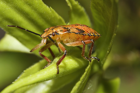 盾虫 也称为臭虫野生动物生物动物叶子食草大叶漏洞植物学黄杨草食性背景图片