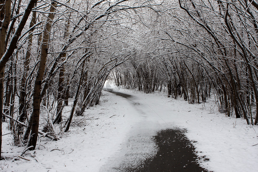 冬季路线雨棚人行道树叶小路树木图片