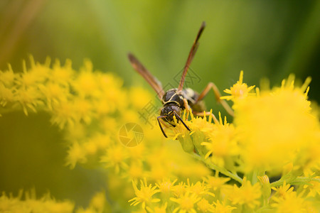 黄蜂蜜蜂花花上黄蜂树叶纸黄蜂踏板蜜蜂马蜂翅膀黄色宏观摄影昆虫背景
