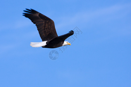 美国国鸟白头海雕美国飞翔秃鹰号海藻象征食肉飞行老鹰白头国鸟动物群捕食者大道背景